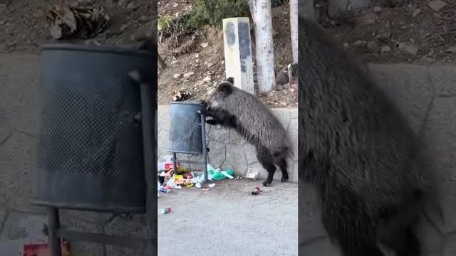 кабанчик