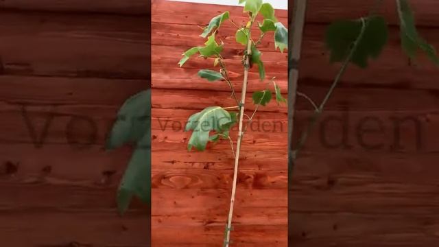 Liriodendron tulipifera Glen Gold  Дерево тюльпановое Glen Gold