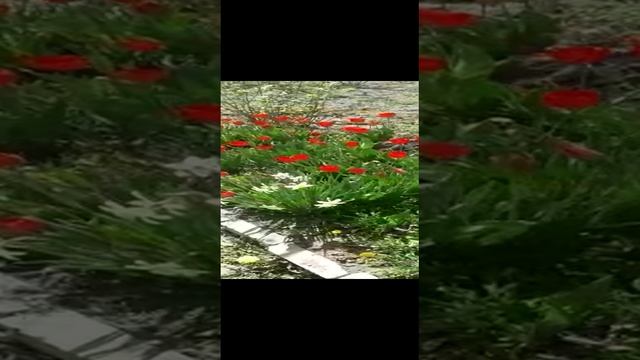VID-20230414-WA0041.mp4
