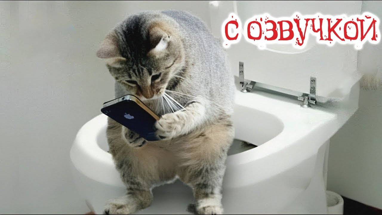 ПРИКОЛЫ С КОТАМИ! - С ОЗВУЧКОЙ! Самые смешные животные! СМЕШНЫЕ КОТЫ!