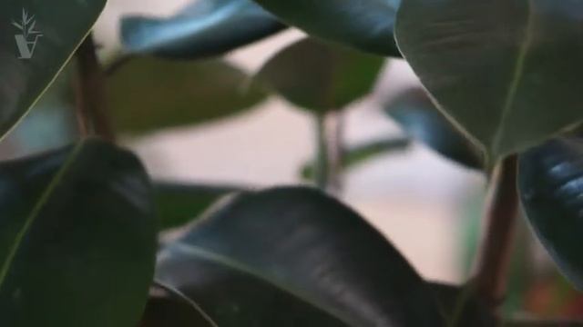 ARTPLANTS - Фикус эластика робуста