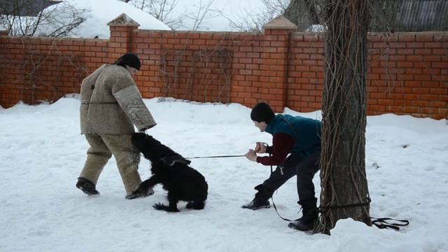 Ризеншнауцер Крыса защита 2