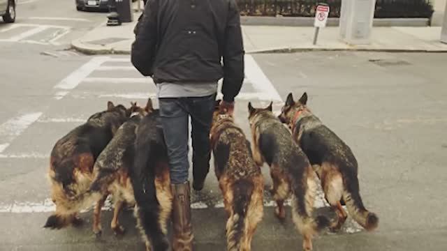 Человек выгуливает много собак. Секретная методика контроля! #историяоживотных