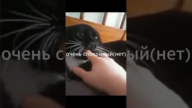 котик