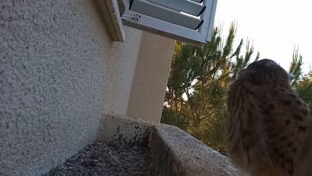 Common Kestrel nest  Гнездо сокола пустельги
