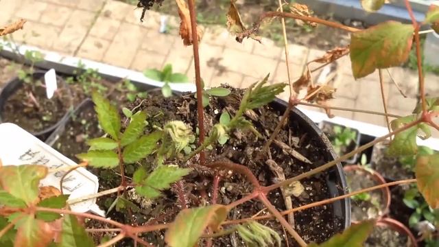 Как сохранить купленные рано растения до посадки?