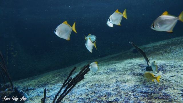 The Best 4K Aquarium ? 3 Hours of Beautiful Coral Reef Fish - Sleep Relax Meditation Music
