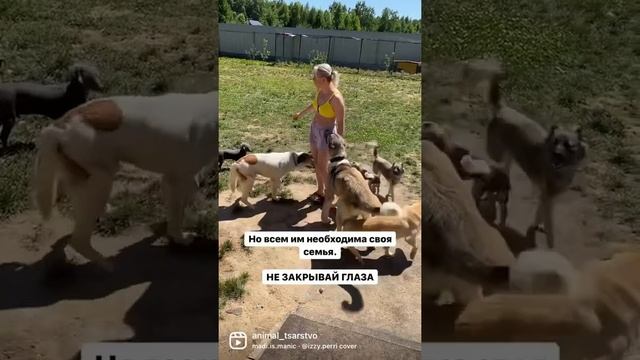 Все подробности в телеграмм animal_tsarstvo #животные #домашниеживотные #кошки #собаки