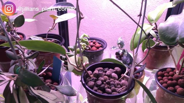 Hoya houseplant tour part 2 | 150+ indoor plant collection