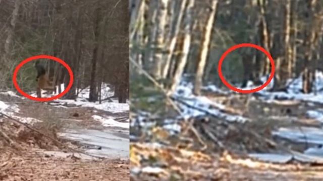 5 БИГФУТОВ СНЯТЫХ НА КАМЕРУ И СУЩЕСТВУЮЩИХ В РЕАЛЬНОЙ ЖИЗНИ!!!