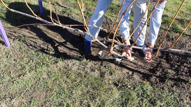 Обрізка дорослого куща винограду з частковою заміною рукавів