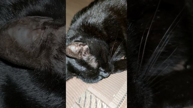 Кошка храпит во сне #кошки#кот#котикиправятмиром#pets#cats#kittycat#Catsnores#funnycats