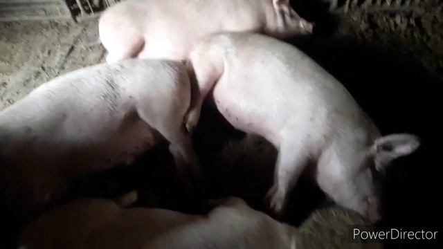 Цена на свиные тушки, что интересует людей
