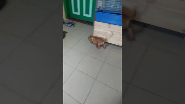 щенки Венгерской выжлы