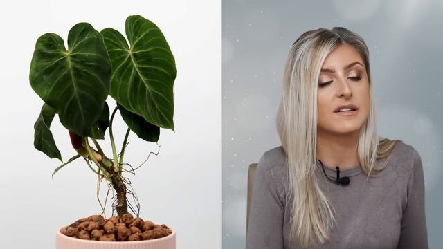 10 OF THE WORST RARE HOUSEPLANTS IN 2021