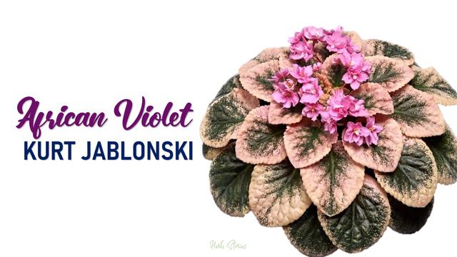58 AFRICAN VIOLET VARIETIES | HERB STORIES