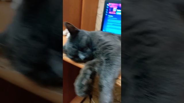 ОН НЕ ГОТОВИТ ОЧЕНЬ СПИТ!!!!!!!!!  #юмор #еда #суп #котик