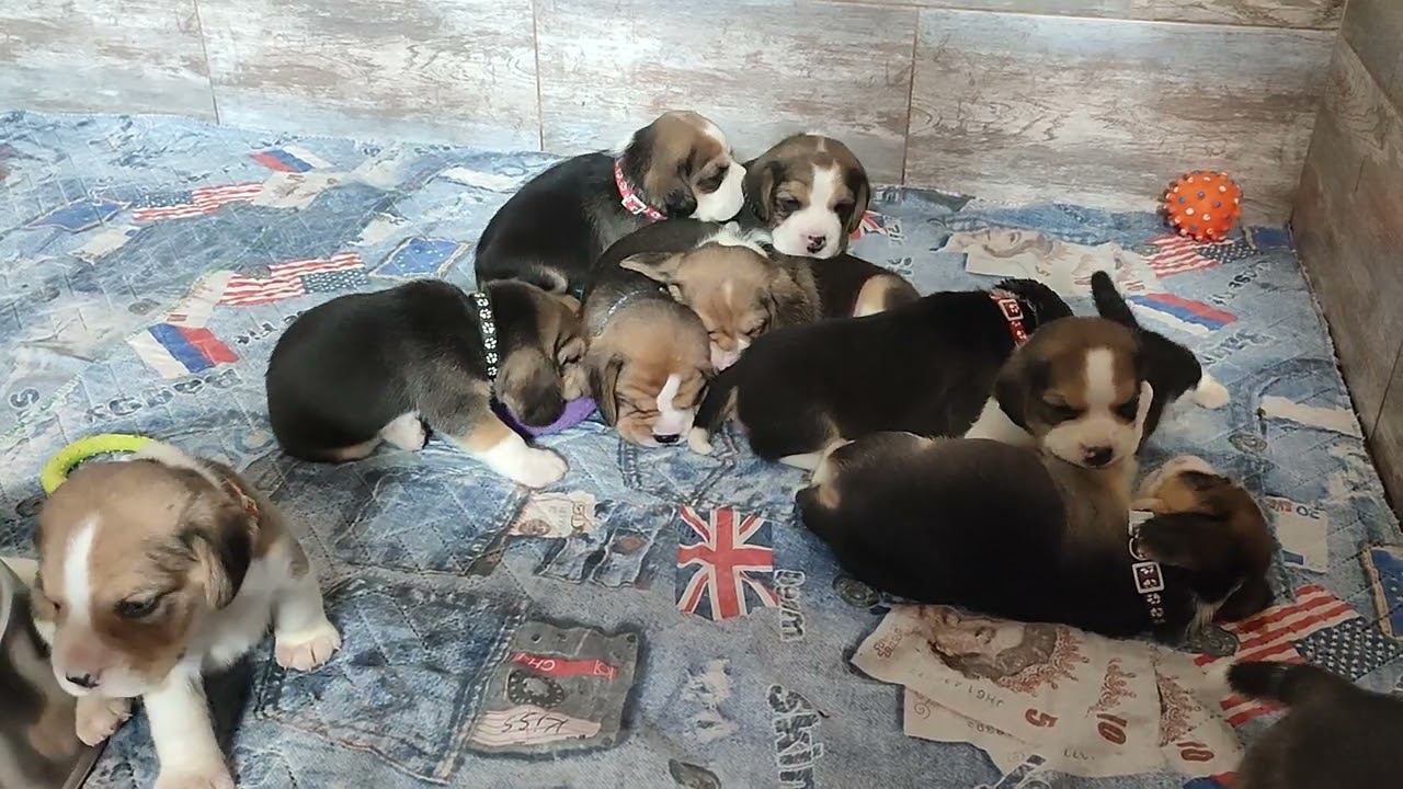 Щенячья жизнь: нашим щенкам уже 3 недели!