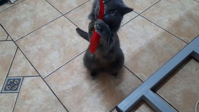 Кота СПАСЛИ из нечеловеческих условий