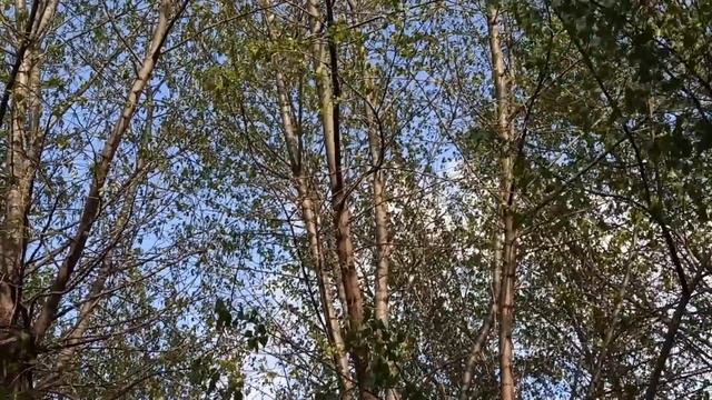 28 мая праздник ВОЗНЕСЕНИЕ ГОСПОДНЕ . ЧТО НЕЛЬЗЯ ДЕЛАТЬ. народные традиции