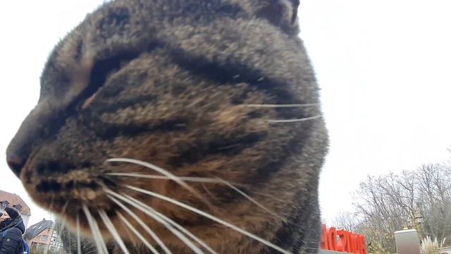Кот на весь экран смешное видео!!