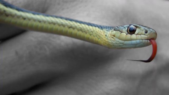 Why Are Snakes Tongues Forked?