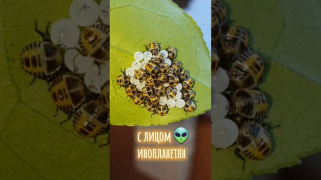 Клопыши😁