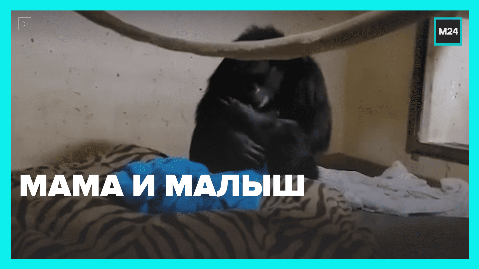 Шимпанзе пришла проведать малыша — Москва 24