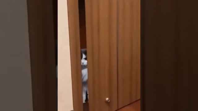 юмор в Телеграмме в описании Лота