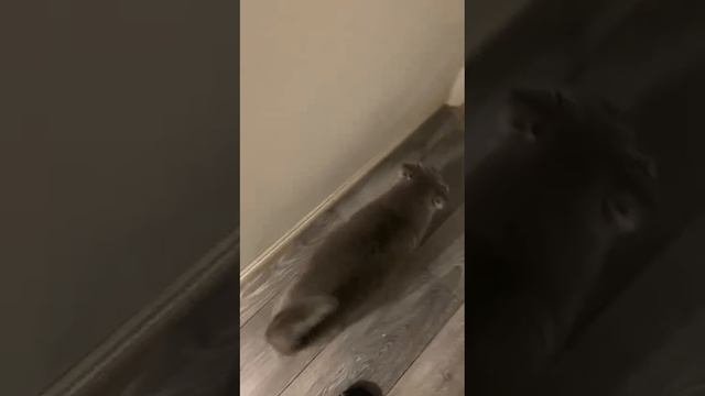 Встреча старшего кота с младшим