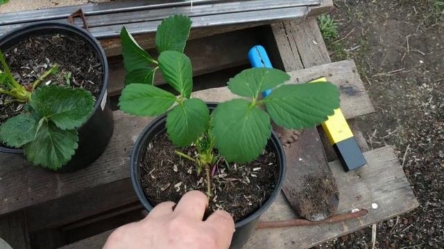 Субстрат для малообъемки!!! Как быстро перемешать грунт вручную!!!
