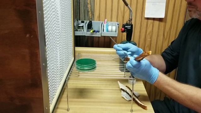 CLONING THE MUSHROOM OF IMMORTALITY Capturing Wild Reishi