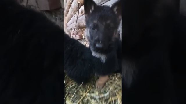 Щенки немецкой овчарки