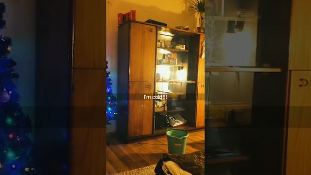 подборка смешных котят