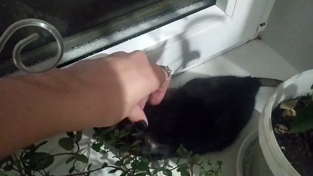 Как взвесить крысу