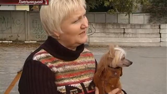 Виставка собак