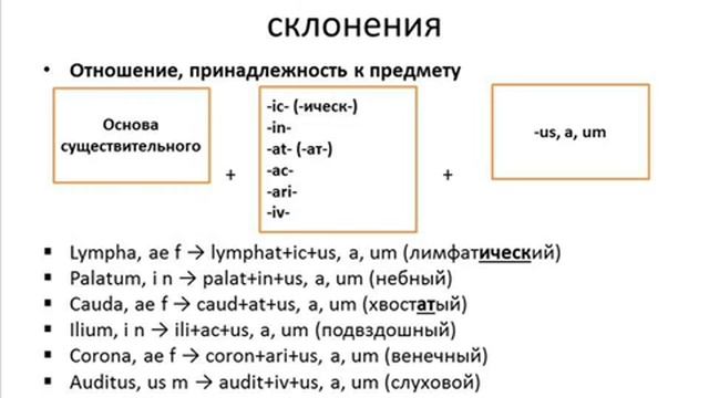 Анатомический модуль Занятие 3.mp4