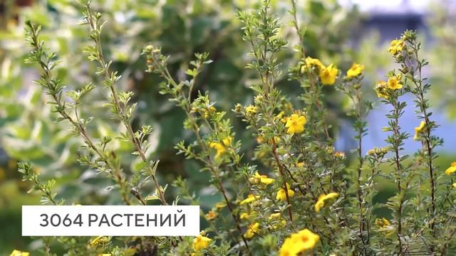 Благоустройство города-парка "Ясный берег"