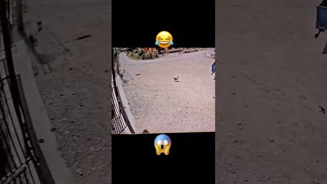 Банда Дворняги