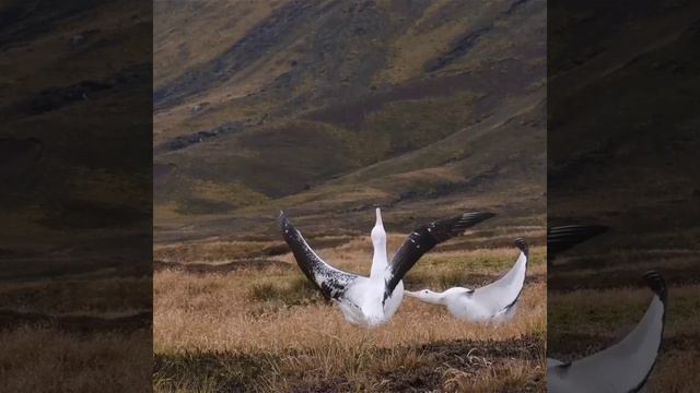 🦢Странствующий альбатрос