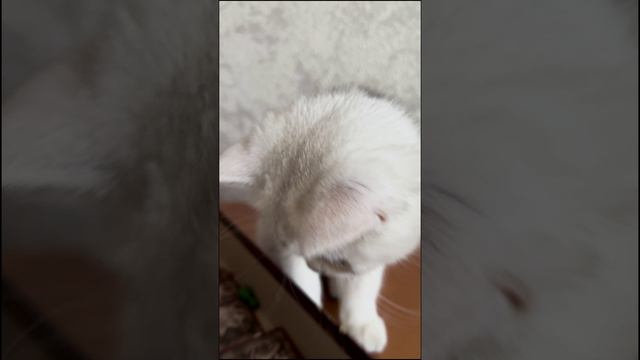 Котики играют в Зельеварение