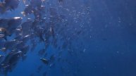 Olympus Tough TG-3 underwater video: Similan Island
