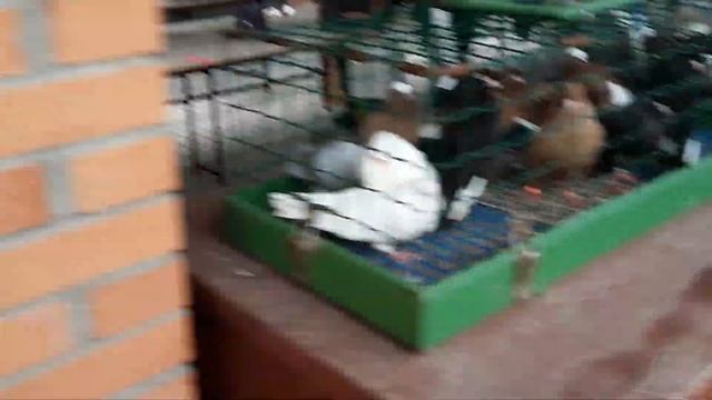 Рынак галубеи в Каунасе .gielda golebi Kaunas . Balandziu turgus Kaune. +37068472547