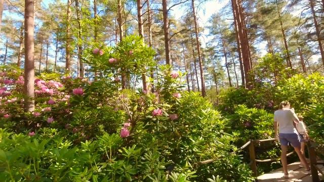 Rhododendron Park in HELSINKI - Alppiruusupuisto