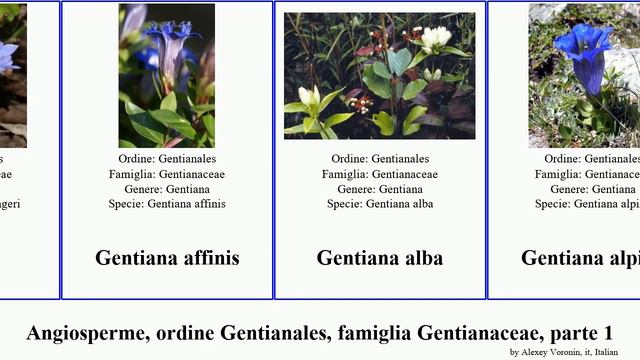 Angiosperme, ordine Gentianales, famiglia Gentianaceae, parte 1 alba verna alpina occidentalis