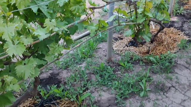 Влагозарядковый полив винограда при угрозе возвратных заморозков. 3.05.24