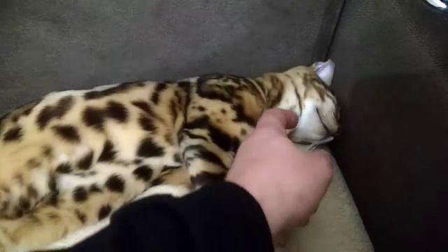 Сон после первой уличной прогулки