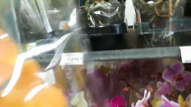 СВЕЖИЙ ЗАВОЗ ОРХИДЕЙ В ЛЕРУА МАРЛЕН. ВОРОНЕЖ. ПРАВЫЙ БЕРЕГ.17 ИЮНЯ.