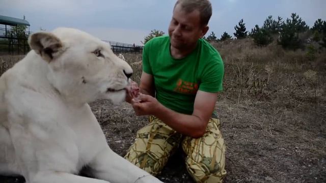 Это видео УНИКАЛЬНО ! Львица и человек ПОЛНАЯ ГАРМОНИЯ !!!