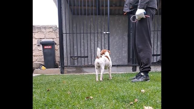 Основные команды дрессировки собак. Щенок Джека Рассела Белла (Рус)